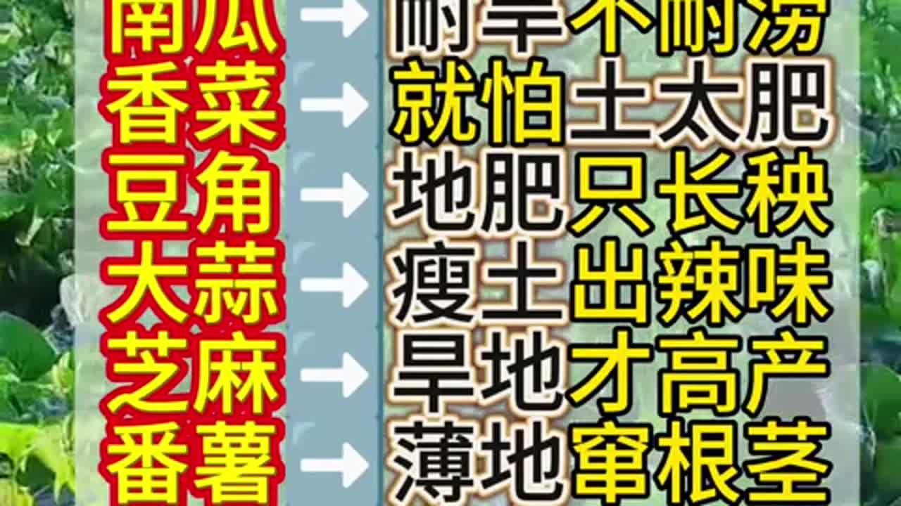 蔬菜种类大比拼,哪种最适合你家?