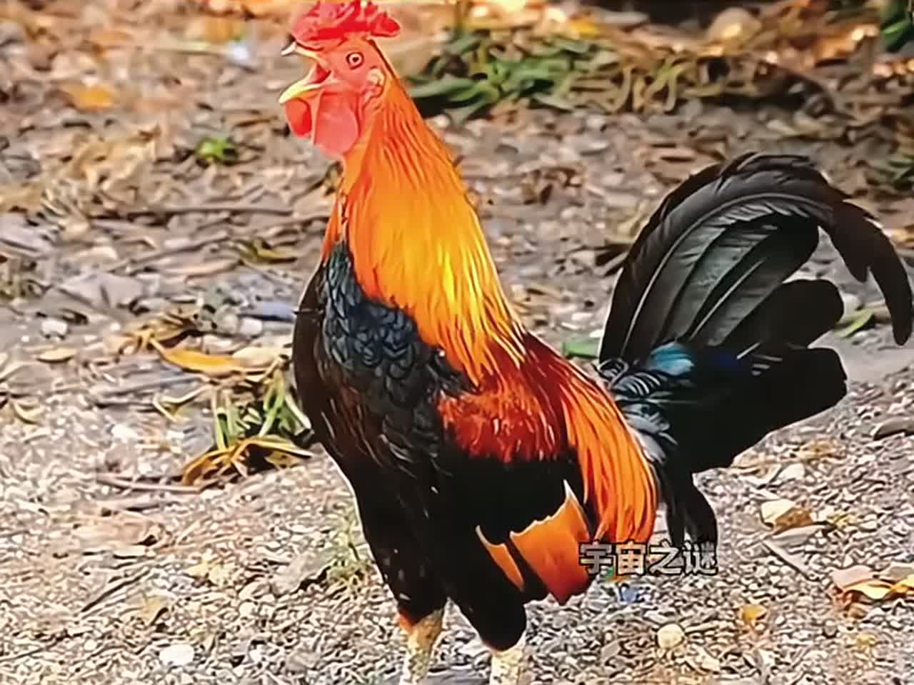 鸡真的是恐龙的后代吗？科学家：两者的基因相似度高达90%！