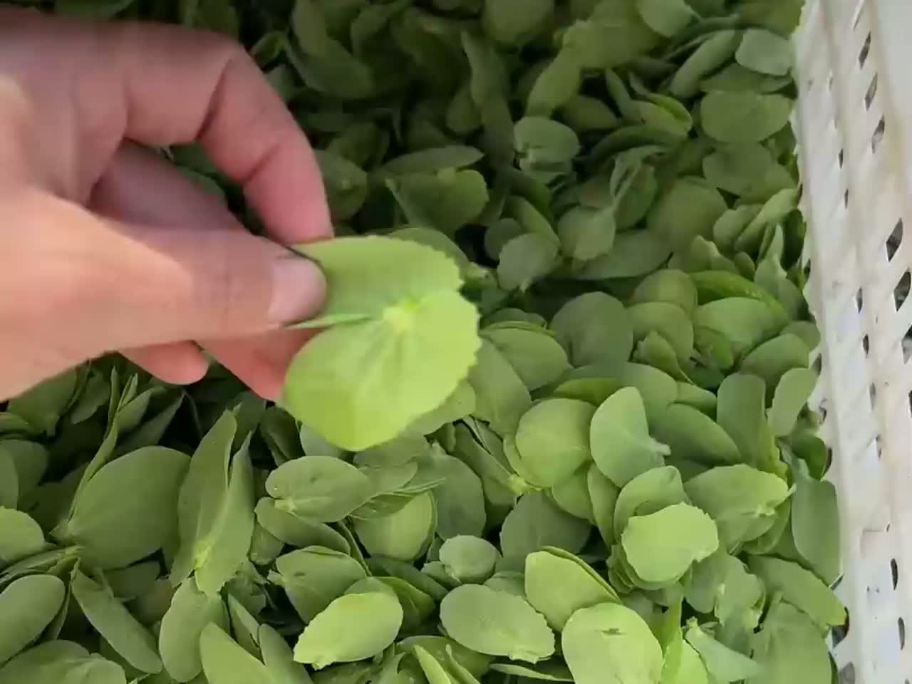 广西青菜界“顶流”,豌豆杯抢鲜上市