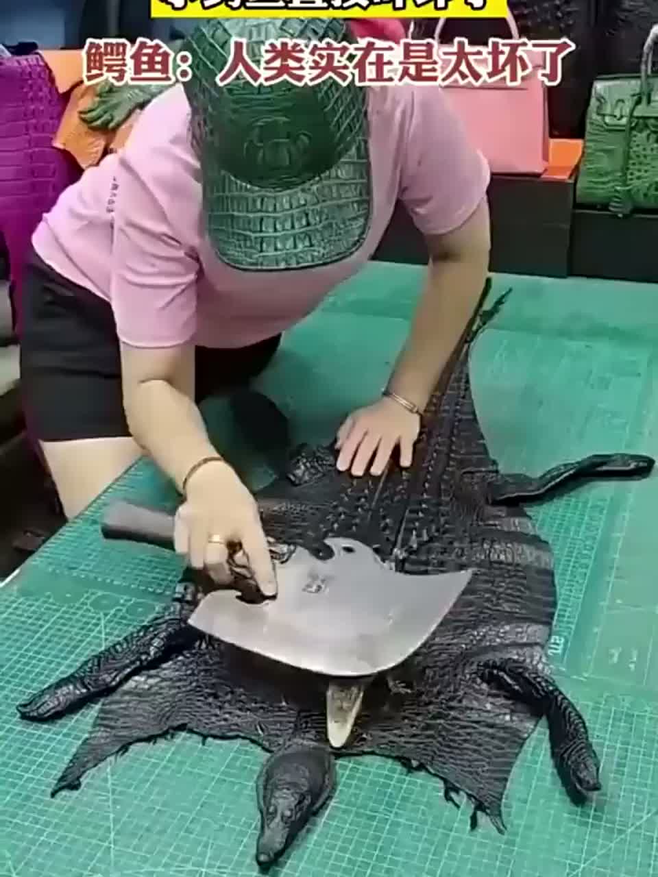 在小鳄鱼旁边做皮带,可把鳄鱼吓坏了