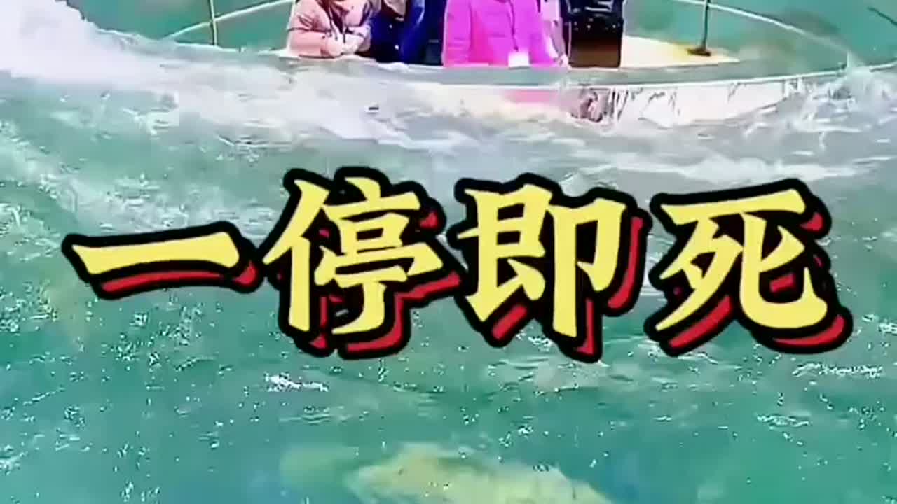 需要一直游泳的鱼
