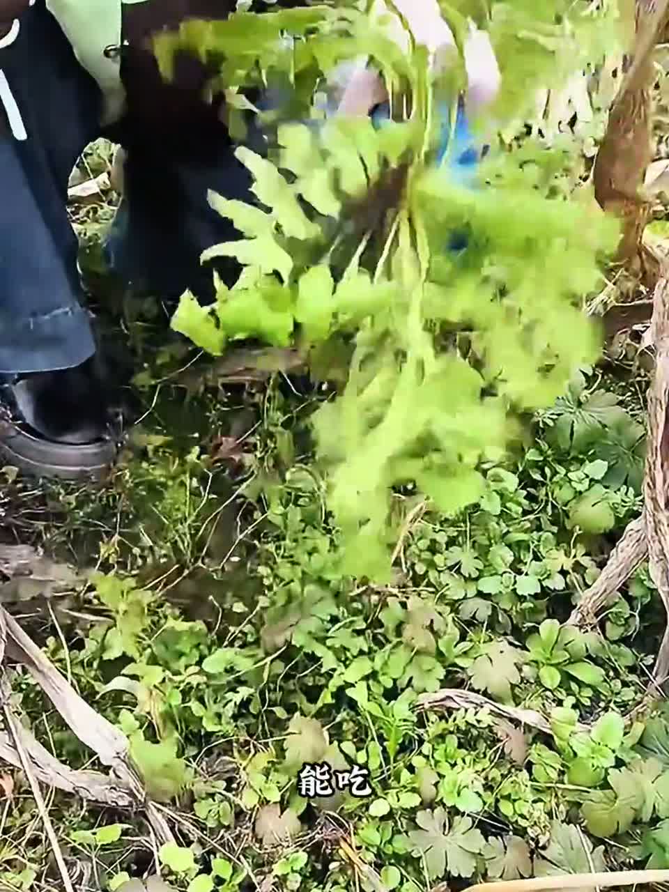 这种菜能吃吗分享给大家