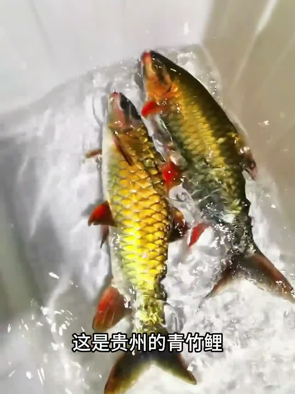 溪流鱼种还得看贵州，带你认识16种贵州溪流鱼种