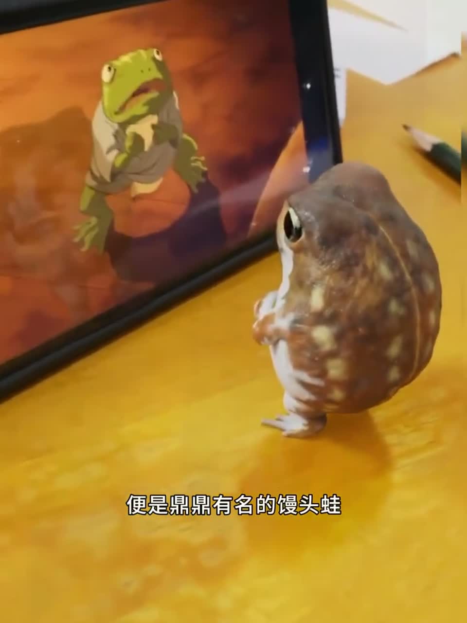 超可爱的馒头蛙，既不会跳跃也不会游泳！