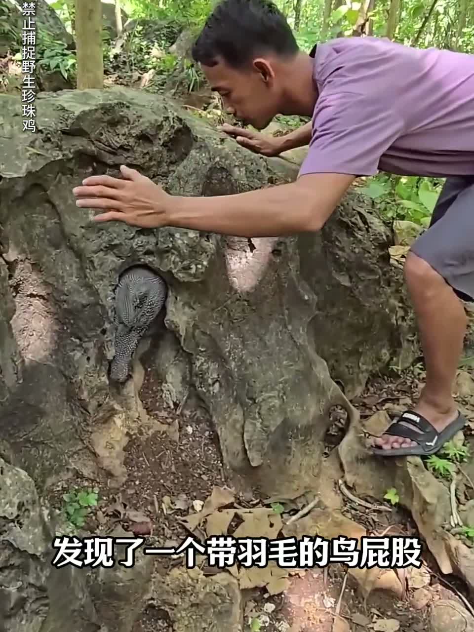 山上的石头缝里藏着珍贵的珍珠鸡