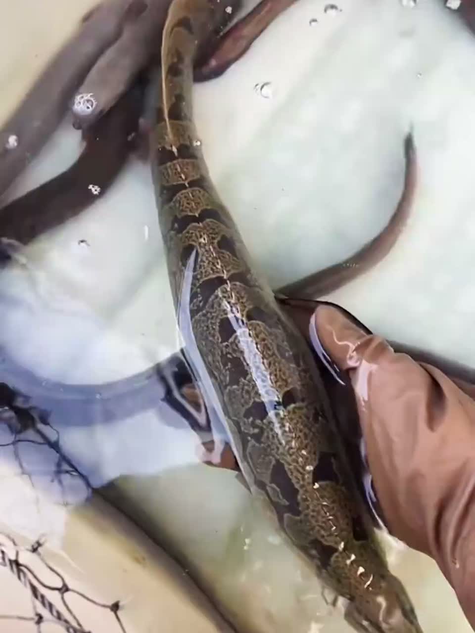 18种不同的淡水鱼，其中有你没见过的吗？