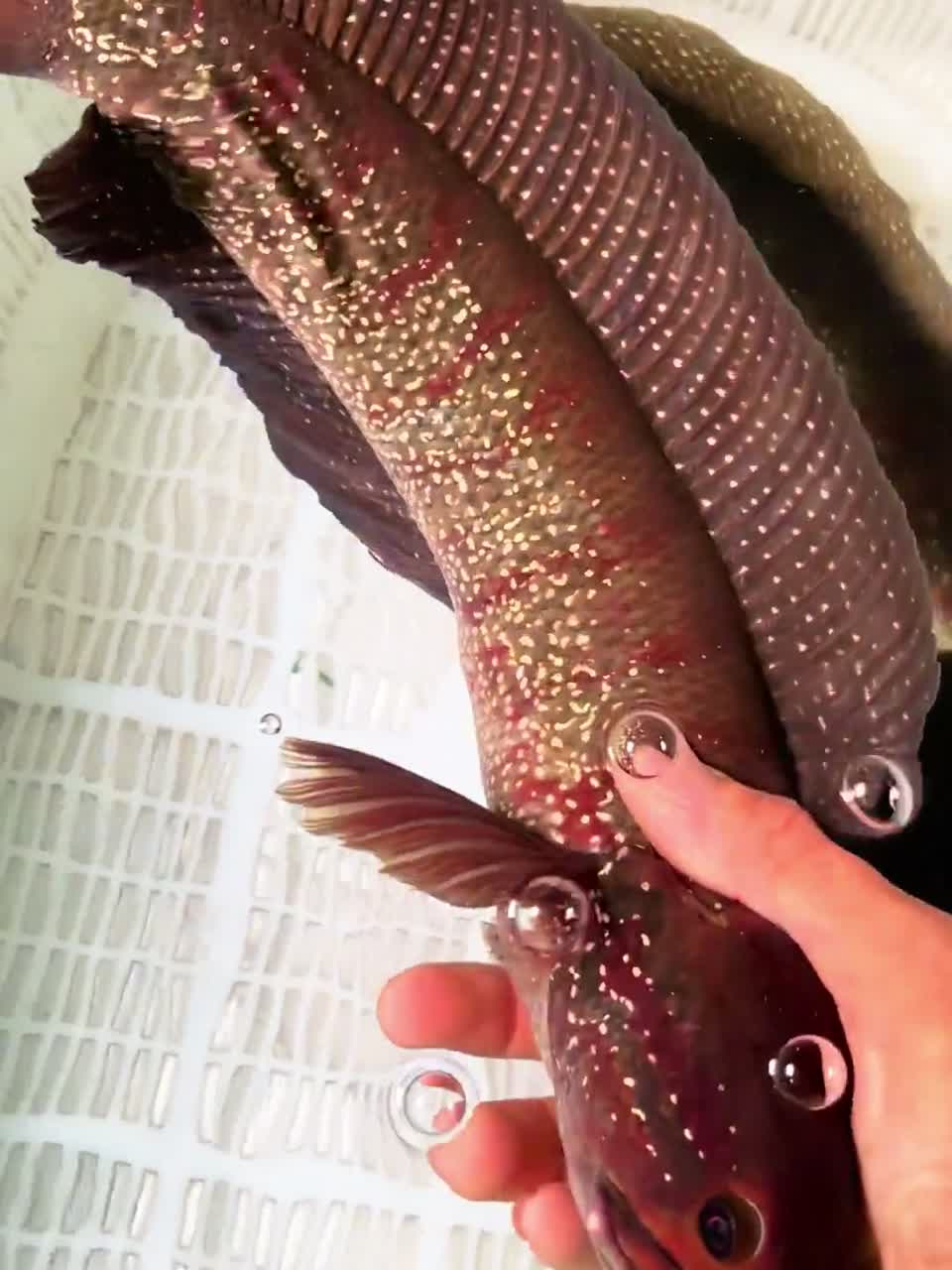 19种不同的淡水鱼，其中有你认识的吗？