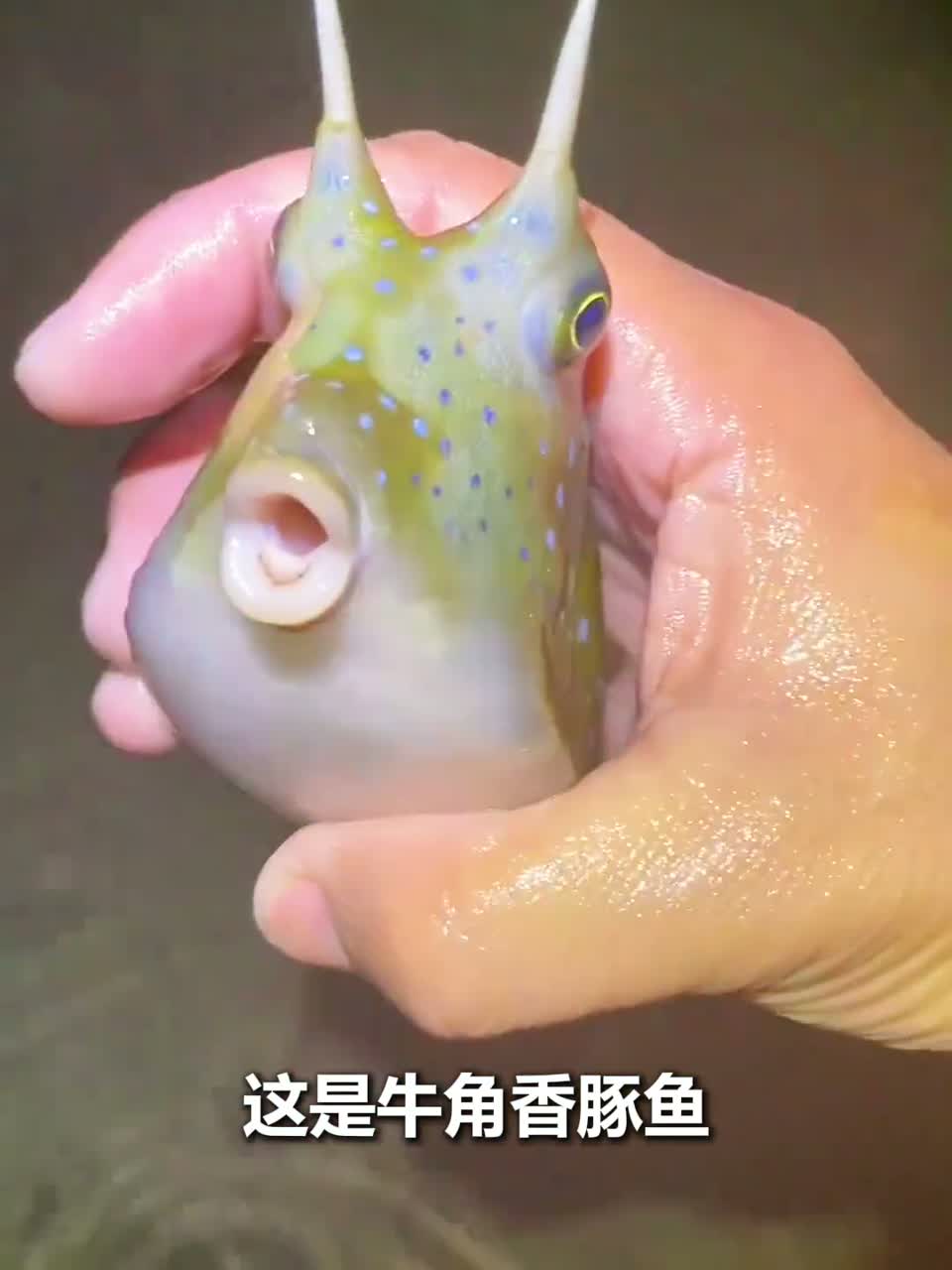18种海水鱼，看看有你没见过的吗？