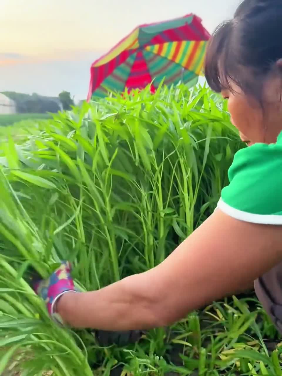 19种常见的蔬菜，你觉得哪个好吃？