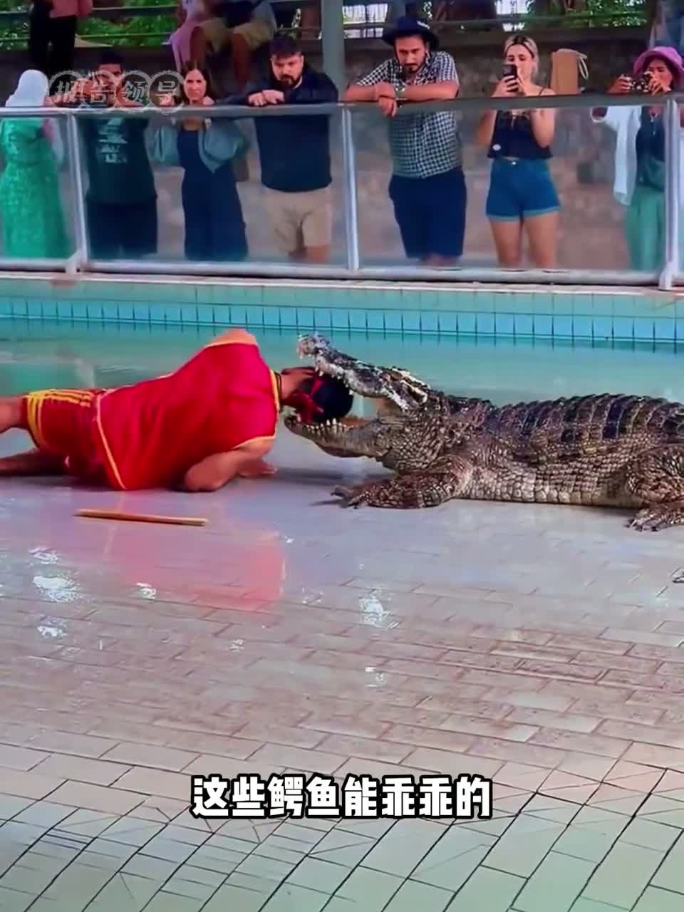 鳄鱼表演时一直乖乖张嘴的原因