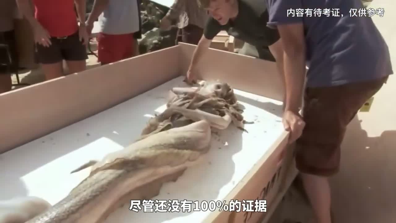 传说中的美人鱼真的存在吗?这几个美人鱼目击事件也许能给你些许答案
