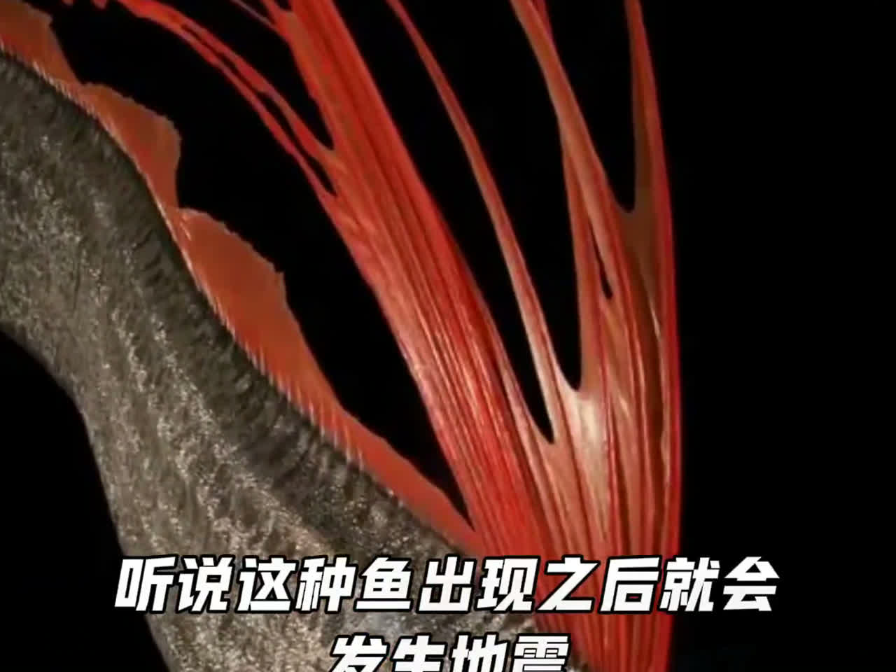 皇带鱼 地震鱼 听说这个鱼一旦出现 很有可能发生奇怪的事