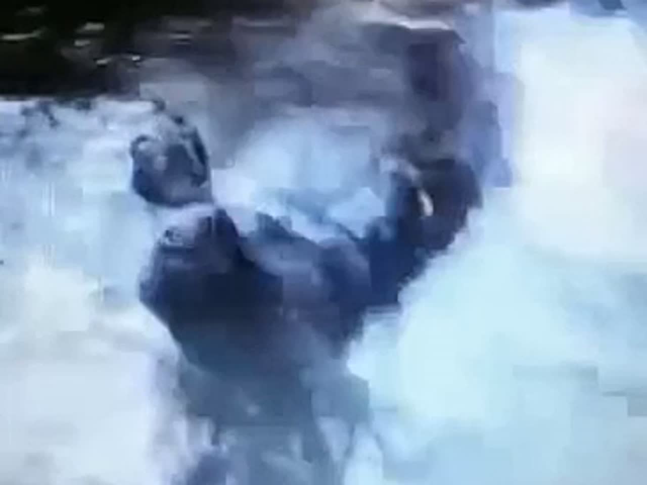 网友拍到的鲤鱼跳龙门！愿见着好运此景难得！！