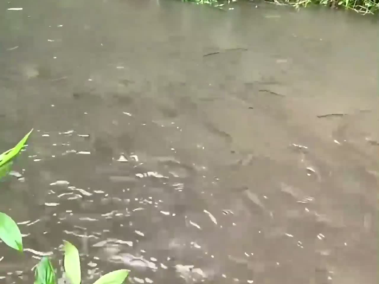 小溪鱼泛滥成灾
