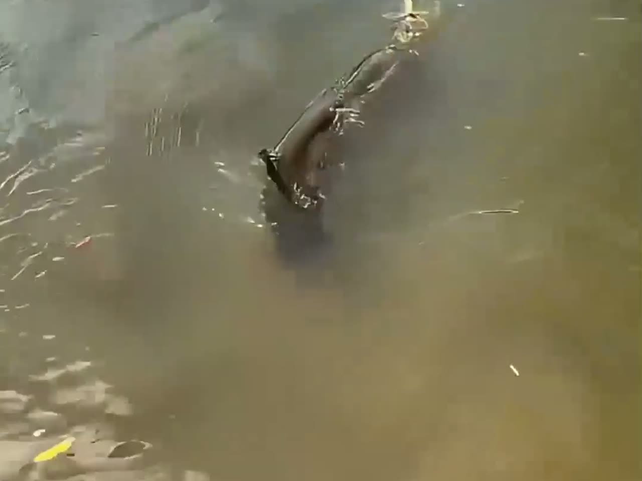 这条河居然有电鳗鱼