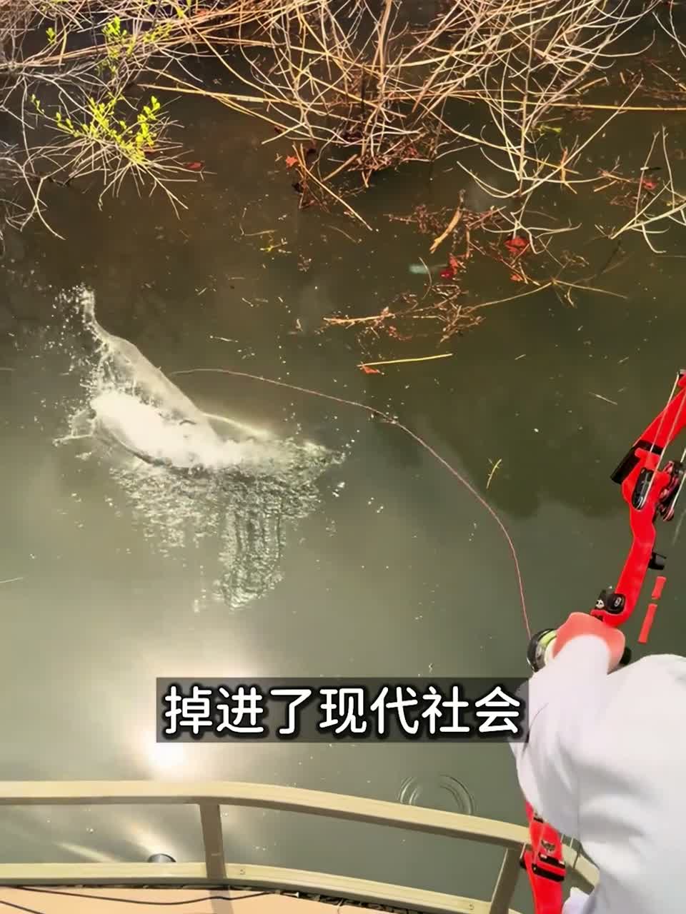 当代“后羿”射鱼？返祖式弓箭钓鱼