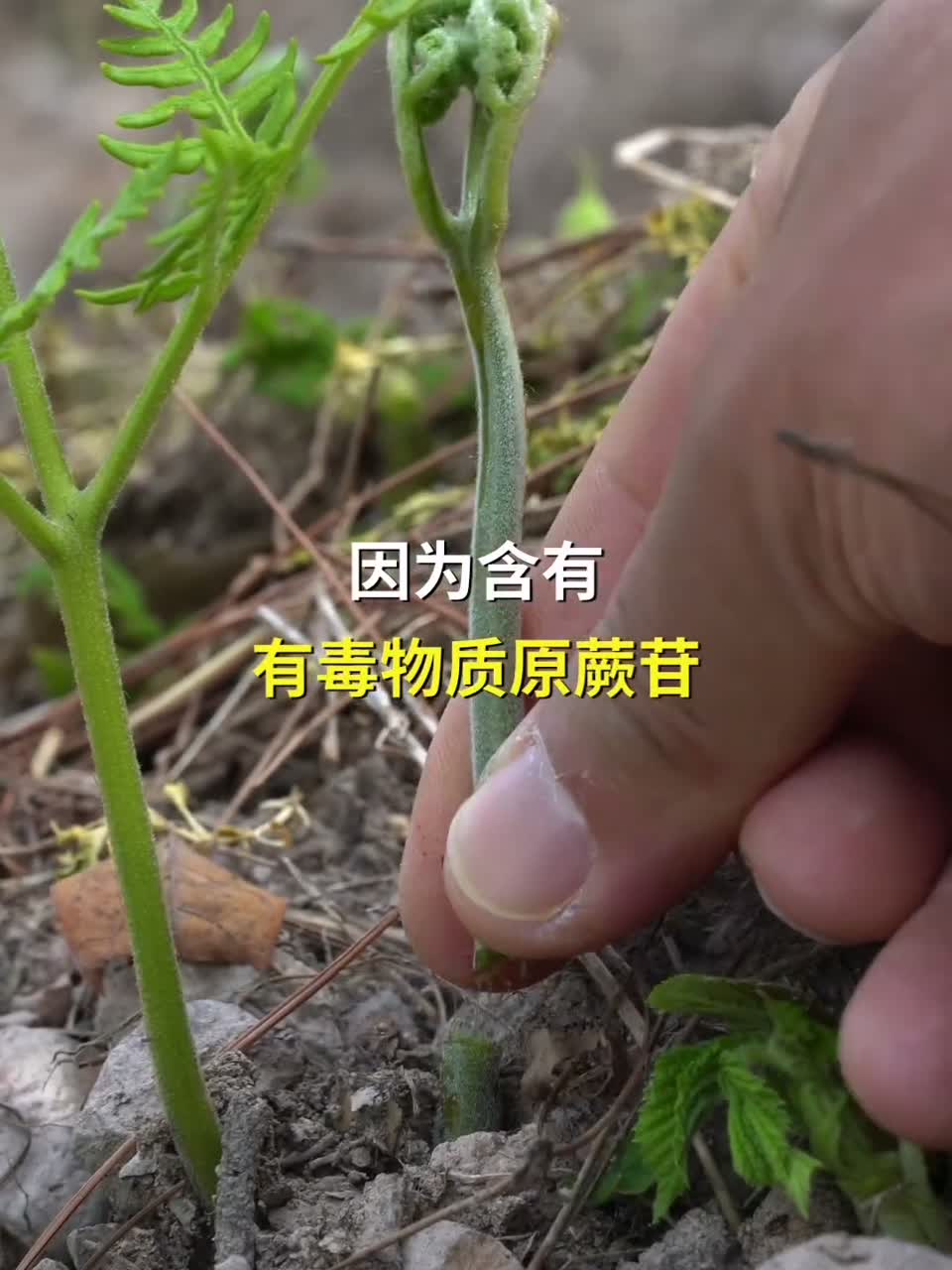 蕨菜不能直接炒来吃，食用前需处理