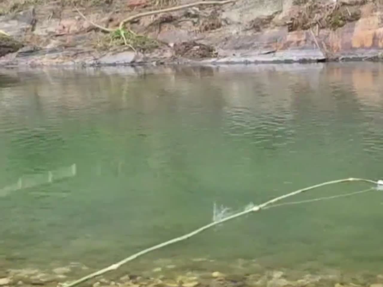 费力将鱼拉上岸,看着它在地上扑腾,惊叹于这条鲶鱼的巨大体型