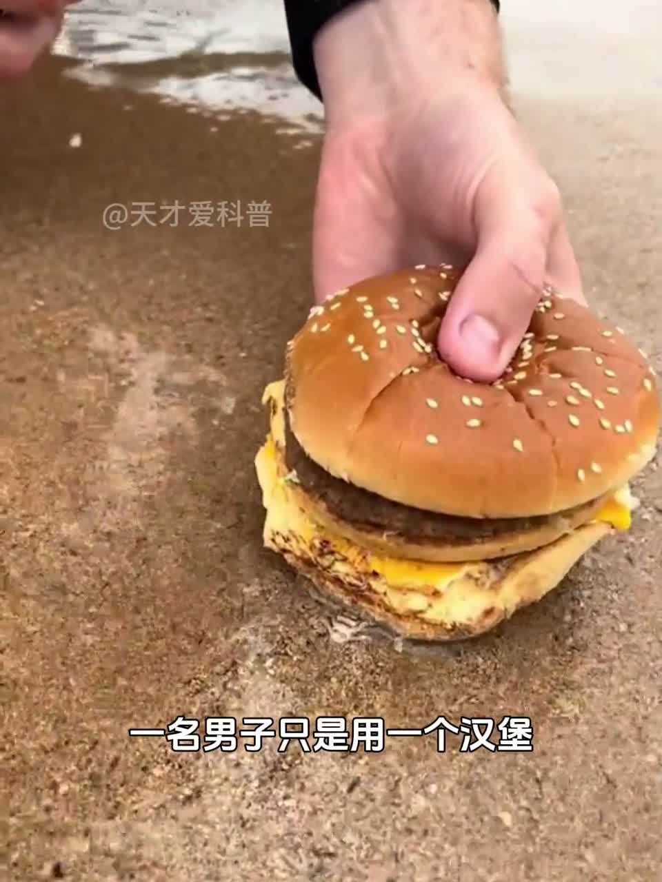澳大利亚沙滩蠕虫，可以用作海钓的饵料