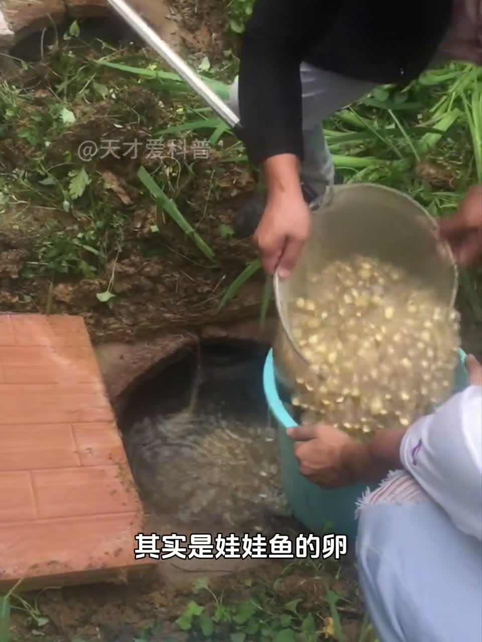 娃娃鱼真能发出婴儿般叫声吗