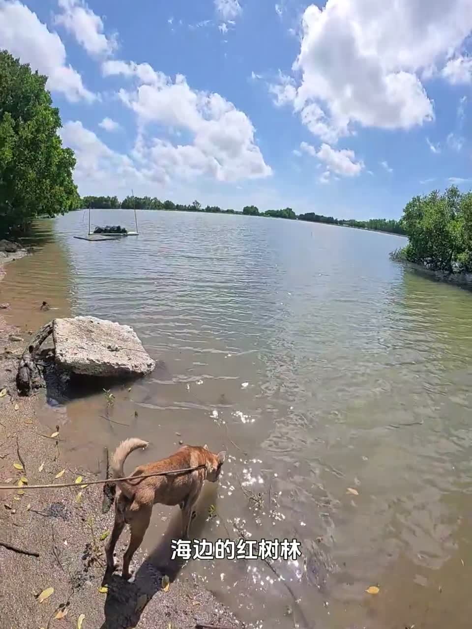红树林钓黄脚腊 海鱼真多连竿的快乐