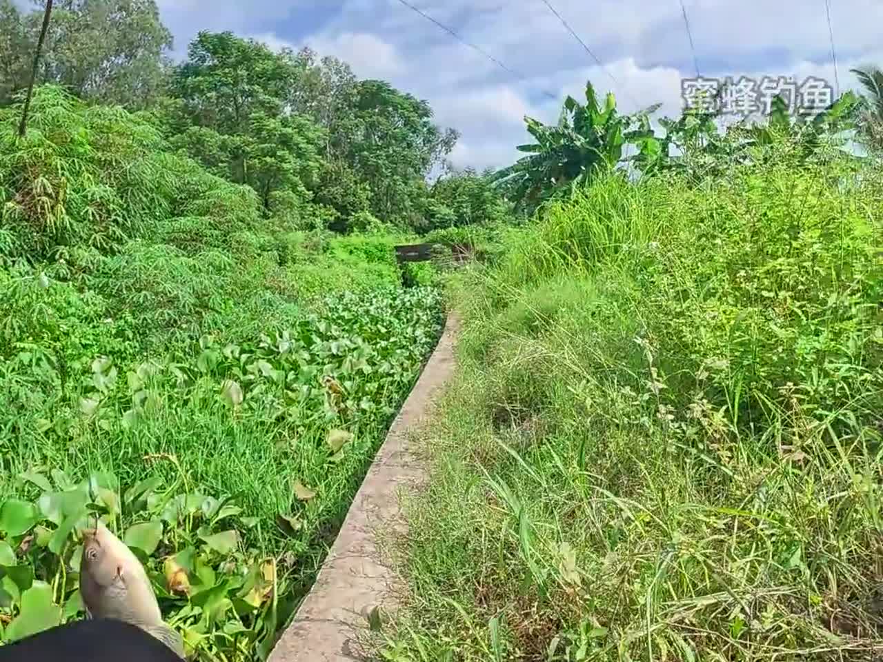 暴雨后到小河沟钓鱼鱼情非常暴躁 好多罗非鱼 还有草鱼鲤鱼