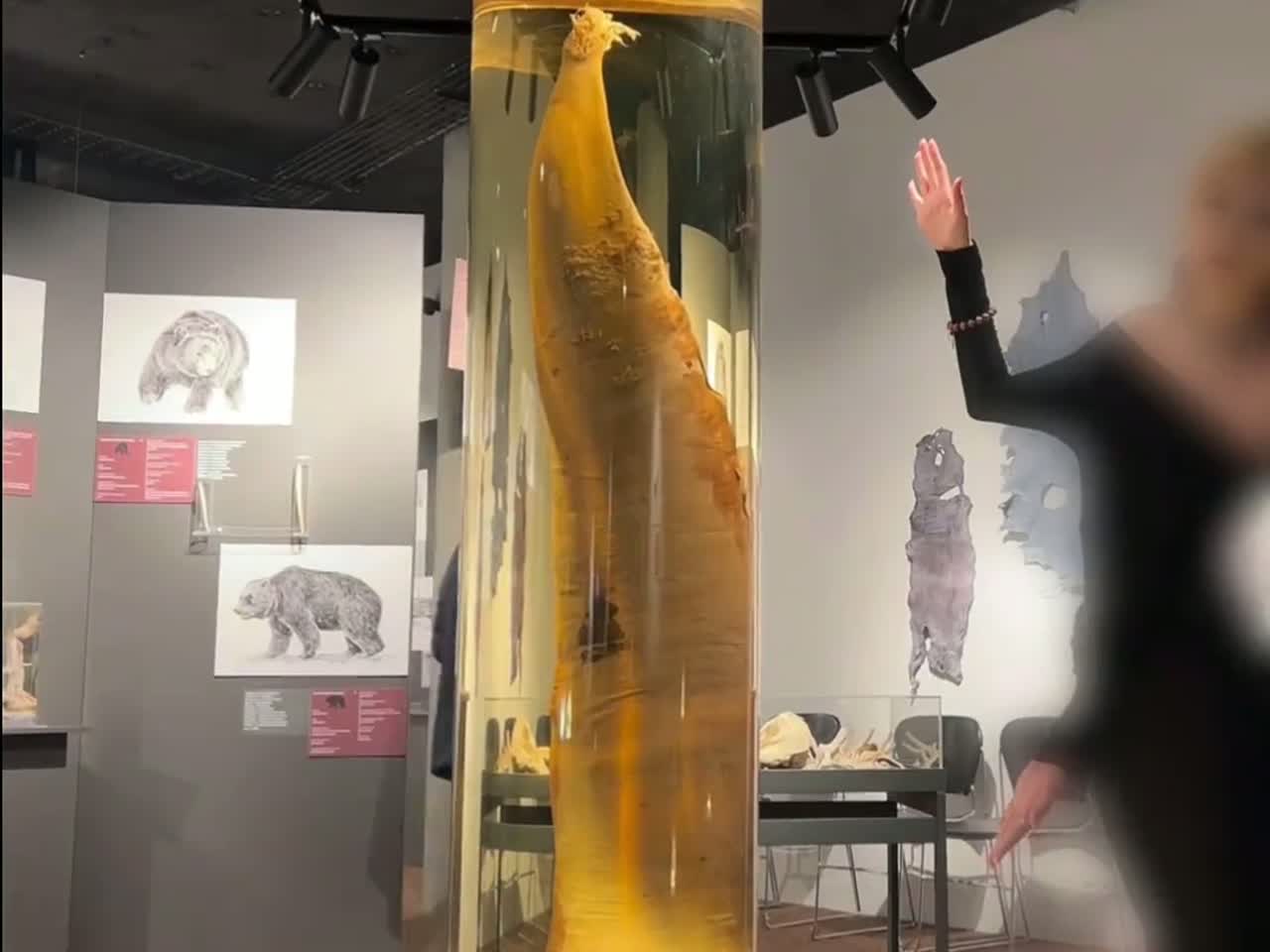 这些鲸鱼的特点你也绝对不知道