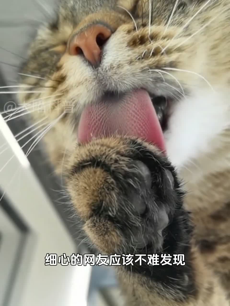猫咪舌头上的倒刺，会把人刮伤吗？