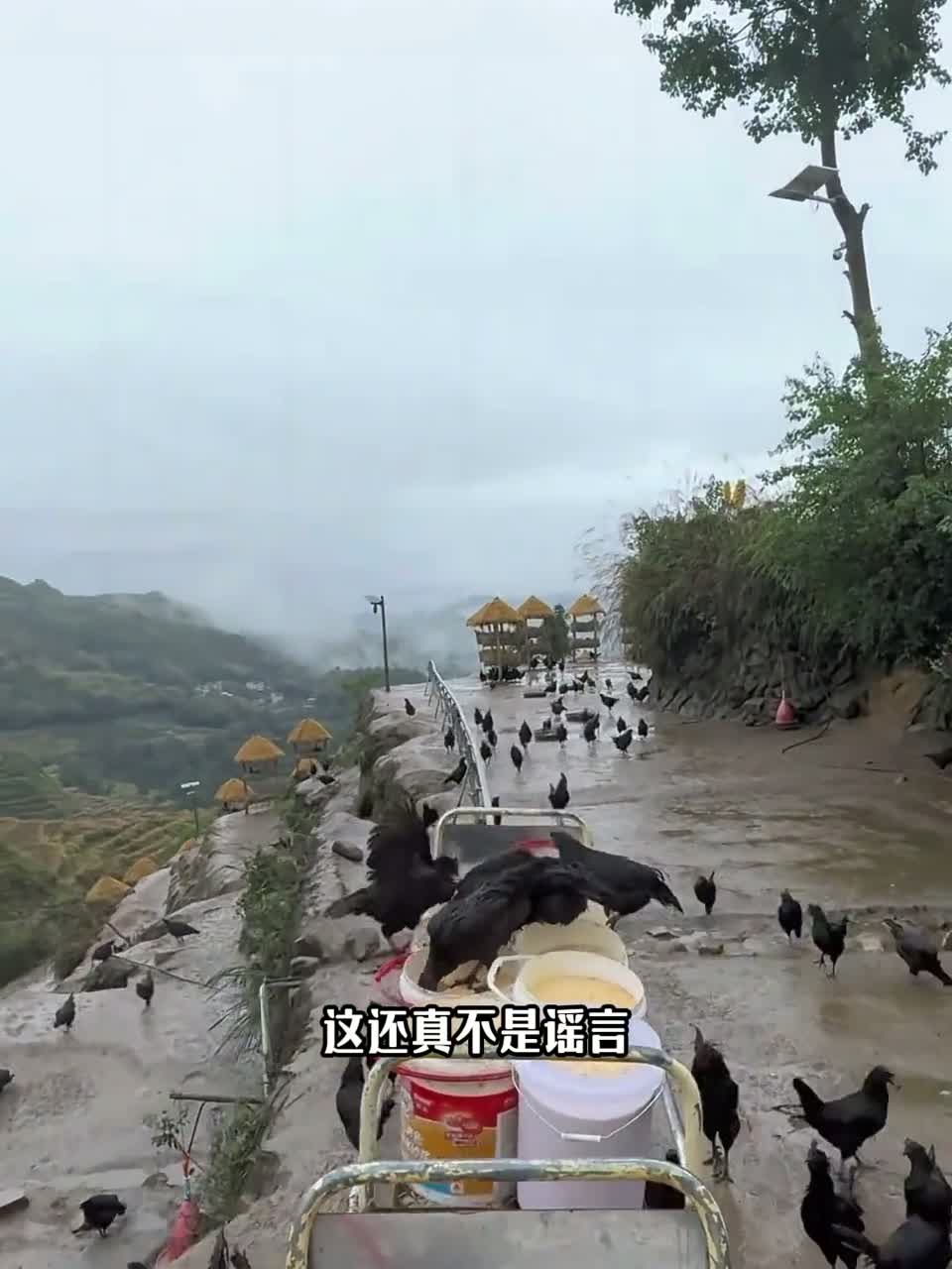 母鸡真的会变成公鸡吗？