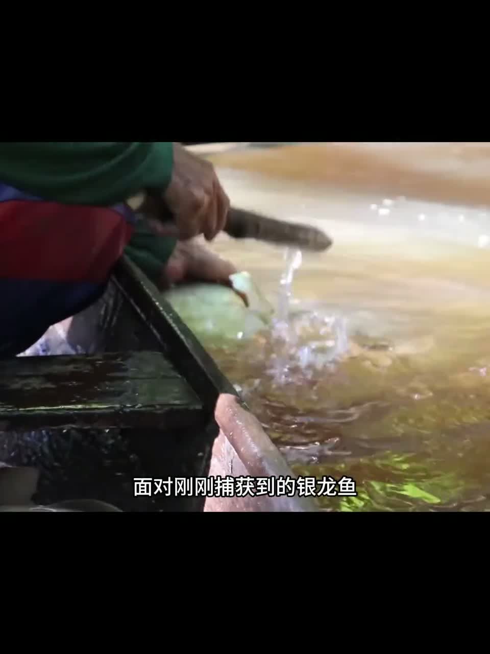 看亚马逊土著渔民是如何用最原始的方法抓捕银龙鱼的