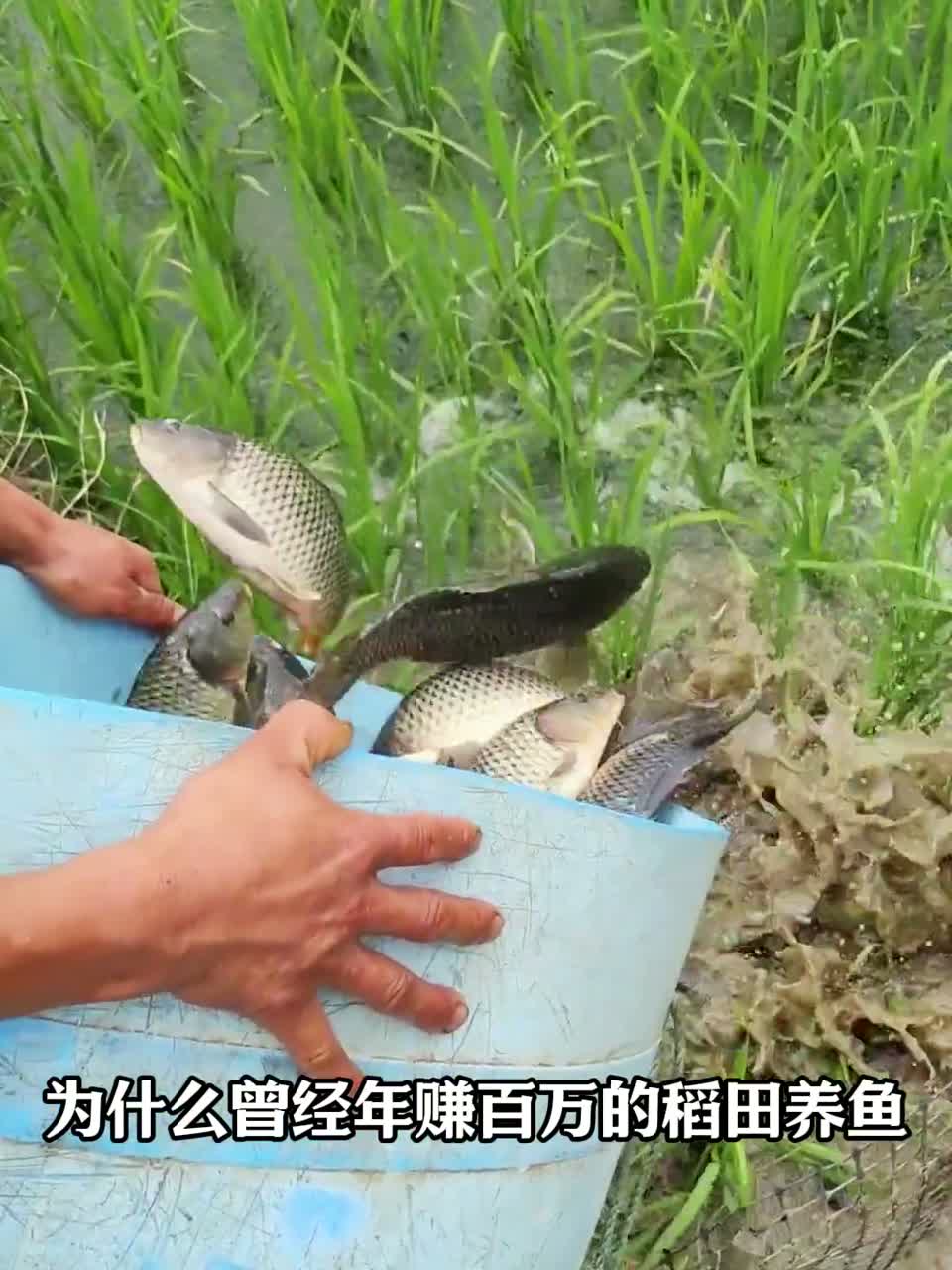 为什么曾经年赚百万的稻田养鱼，如今却遭人嫌弃呢？
