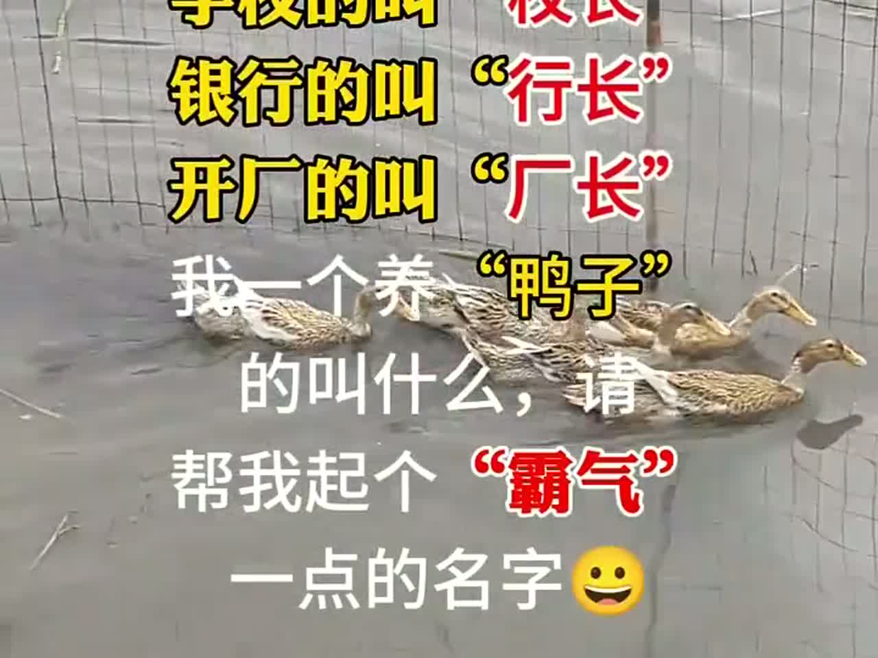 我养的“鸭子”要叫什么,帮我取个霸气点的名字。