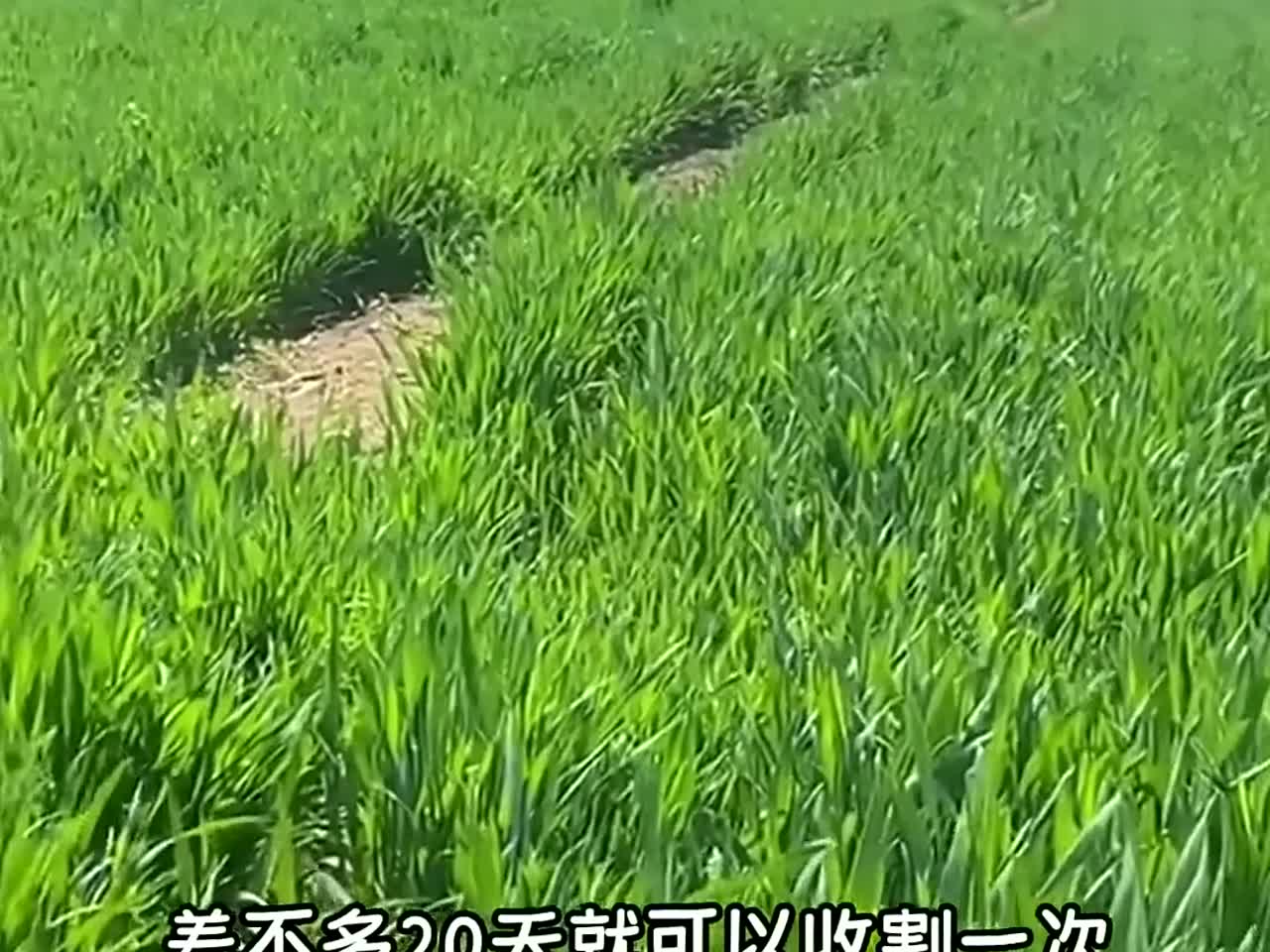 韭菜的生长速度能有多快？