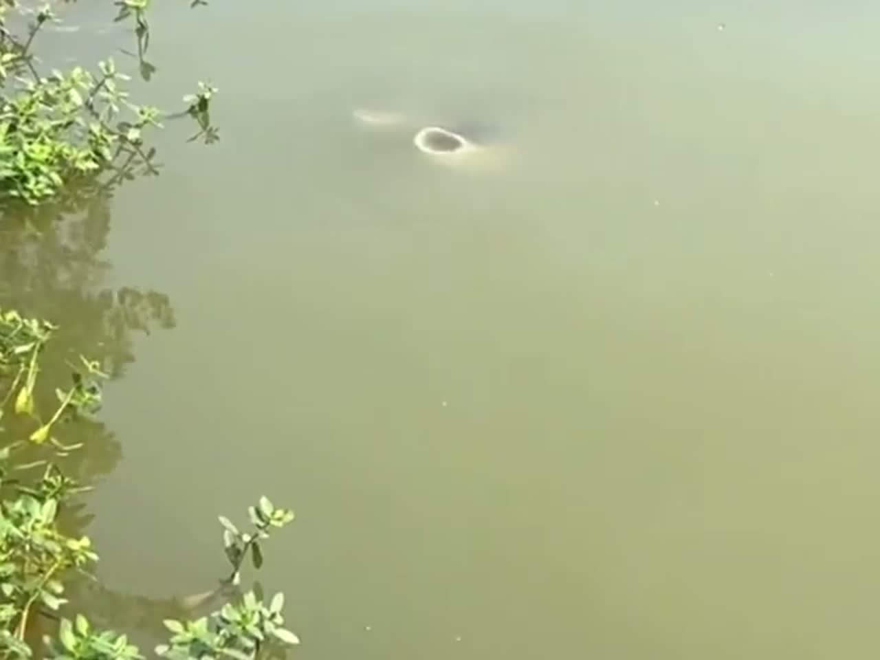 野生大鲢鱼分享给大家
