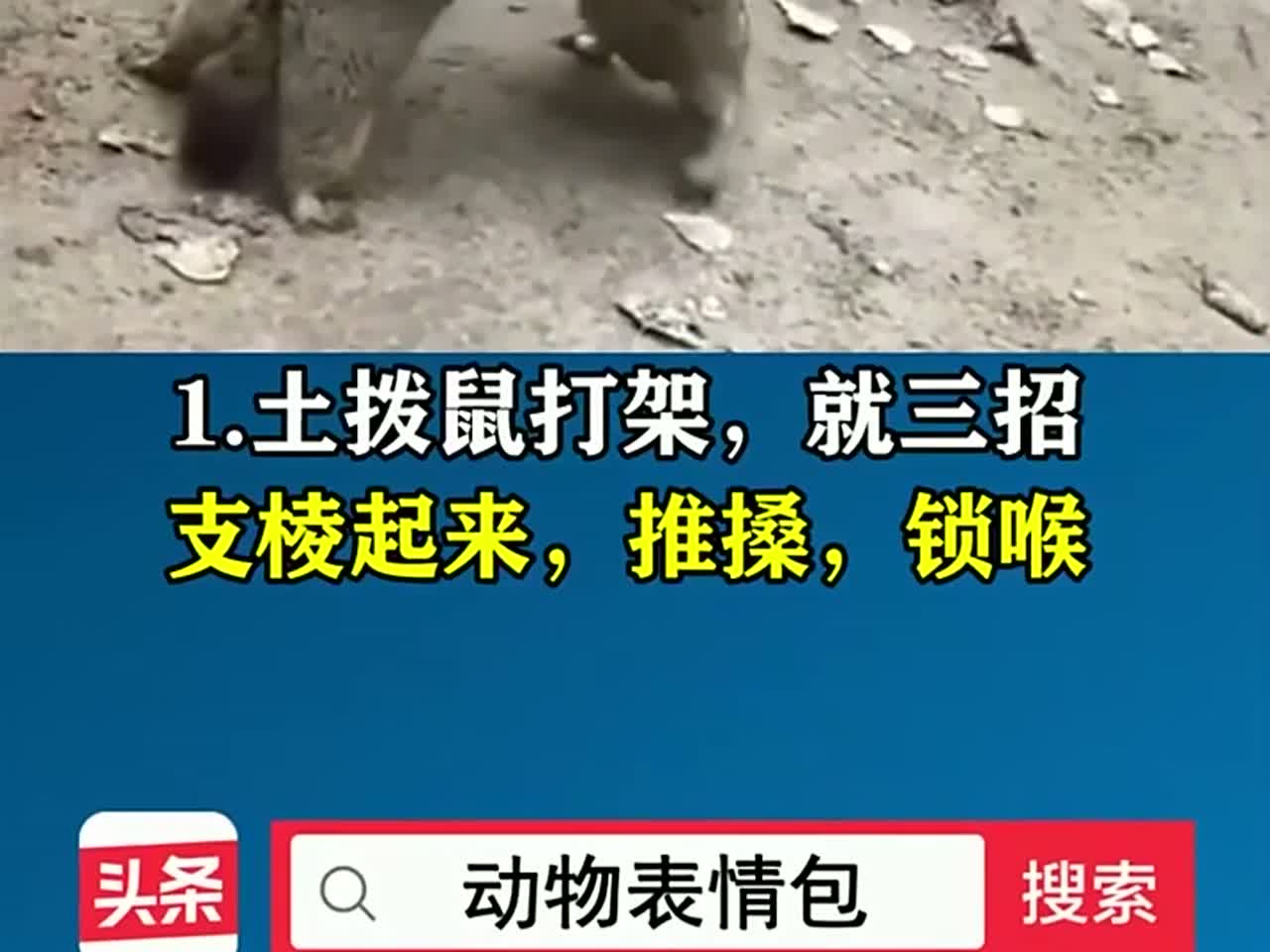 几个非常有趣的动物表情包