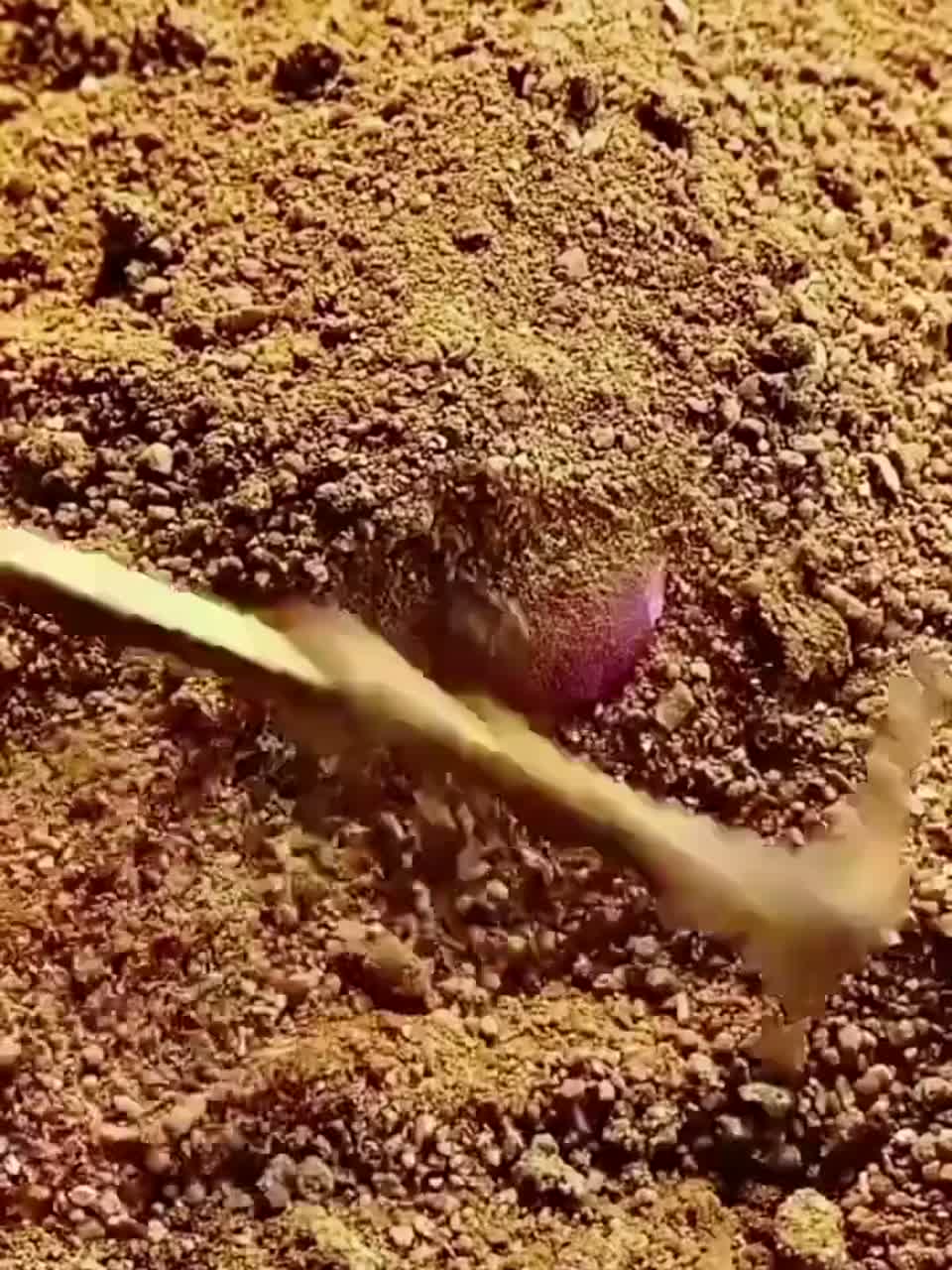 挖出来的鹅卵石真漂亮的石头！