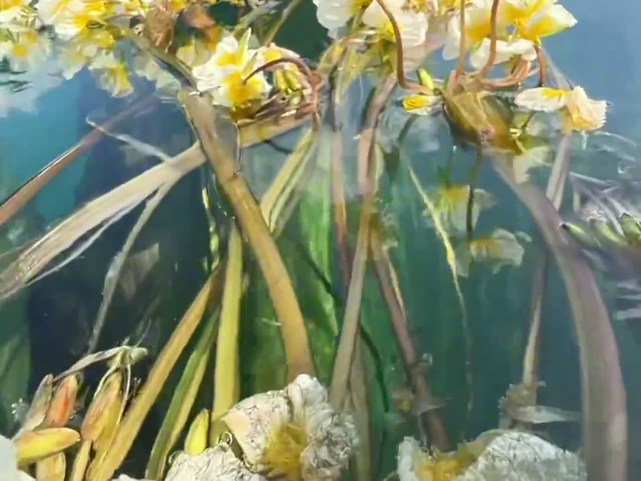 春季云南人吃什么菜?