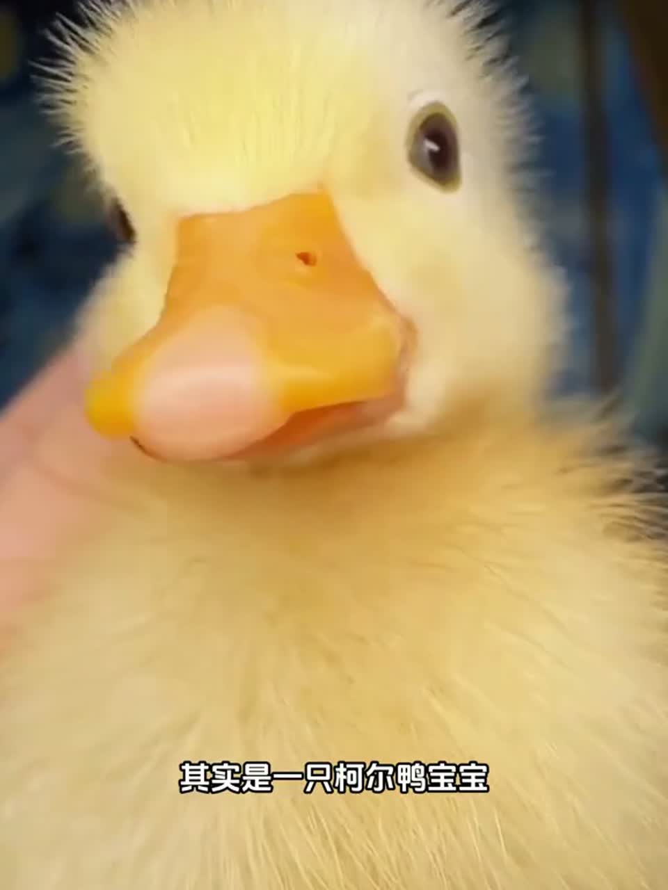 超级可爱的柯尔鸭