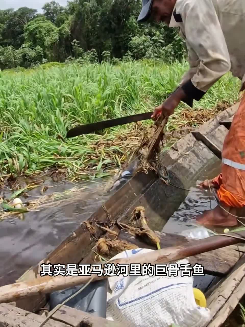 巨骨舌鱼 vs 鳄雀鳝,谁更硬?
