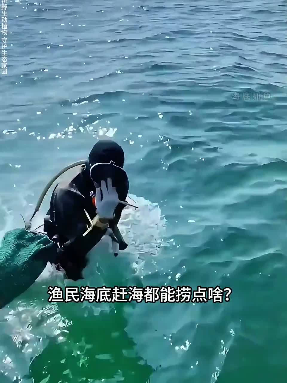 渔民下潜30米，今天收获的有龙虾，螃蟹，螳螂虾，海参，海螺等看看能赚多少钱？