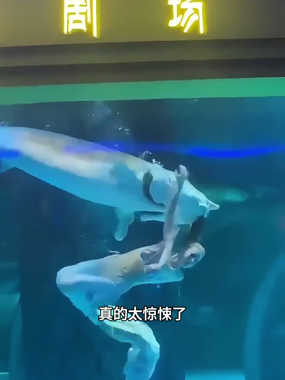 美人鱼表演究竟有多么危险？