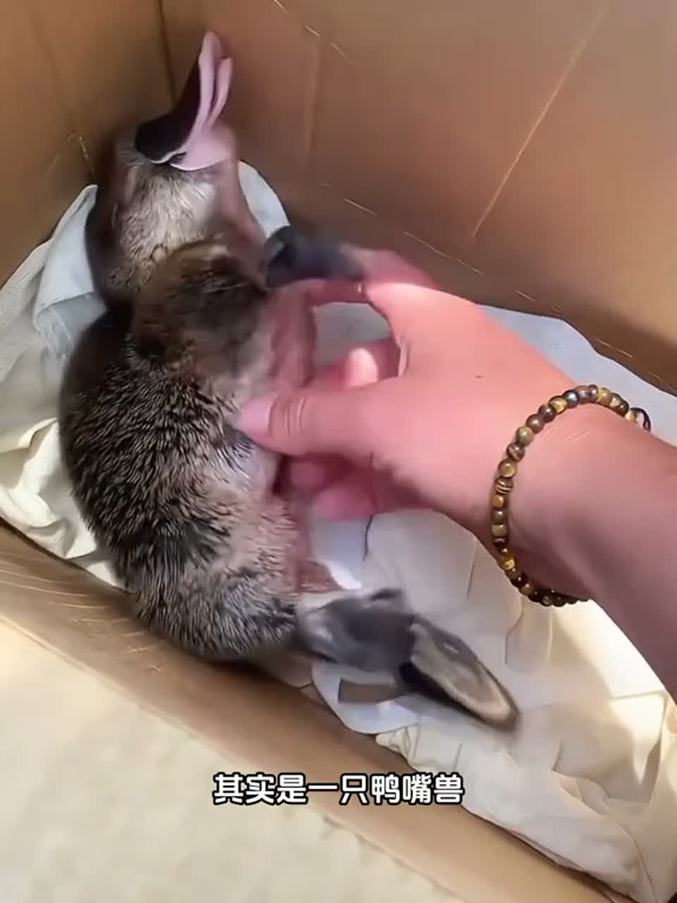 可爱又呆萌的鸭嘴兽
