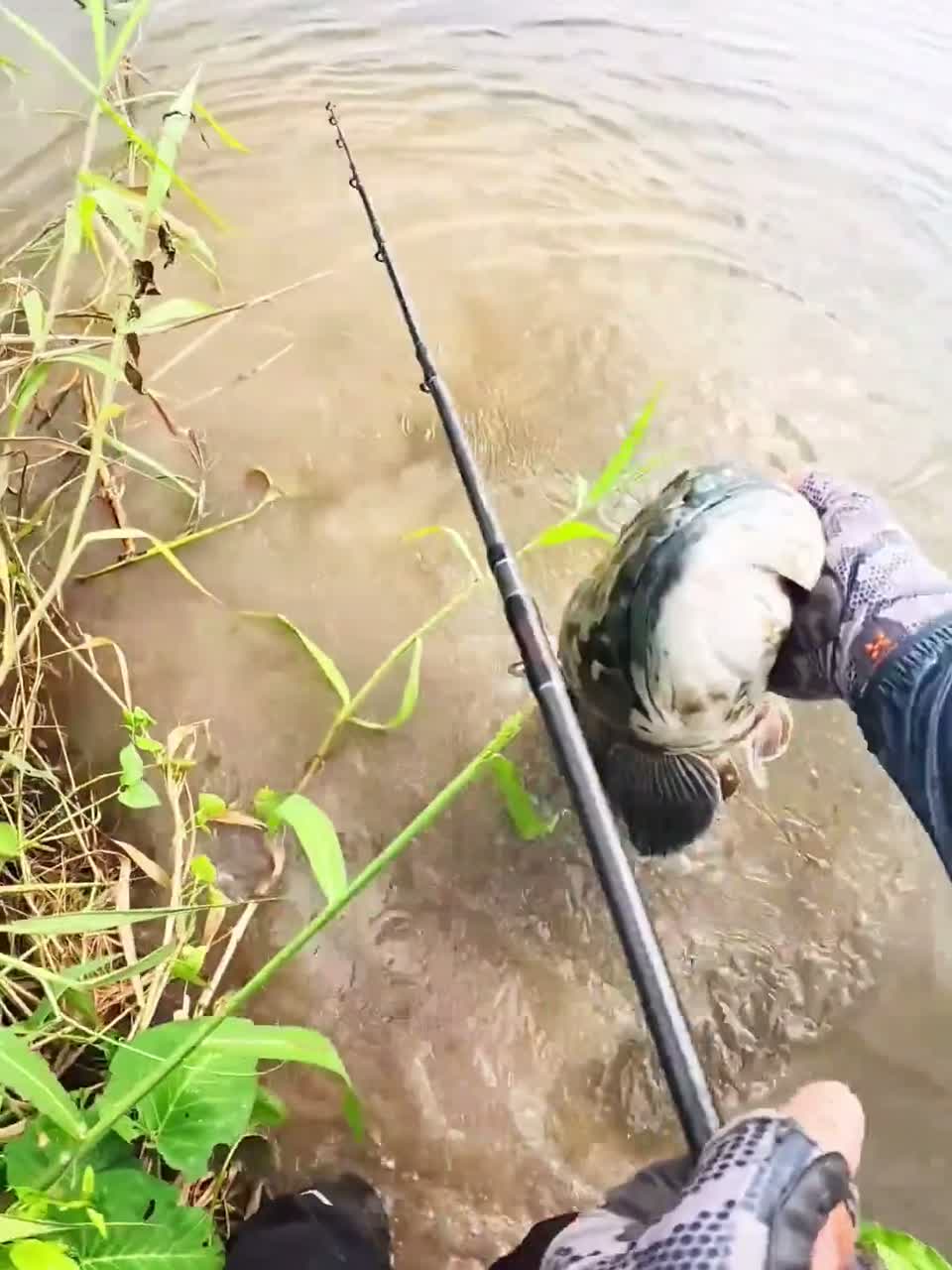 科普16种雷龙鱼，你都认识几种？