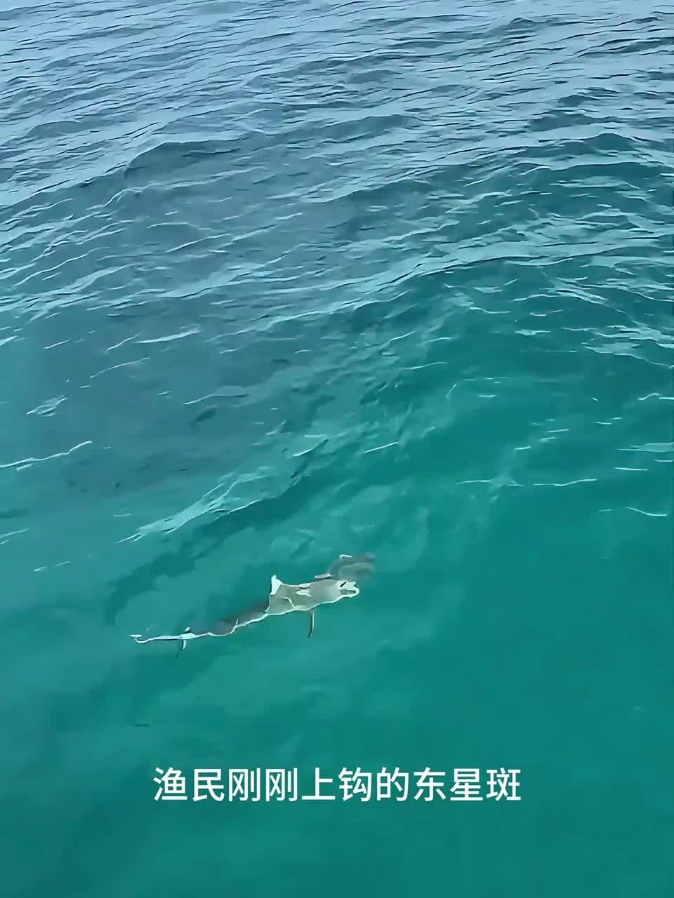 户外捕鱼：渔民钓到的东星斑频频被鲨鱼攻击该怎么办？