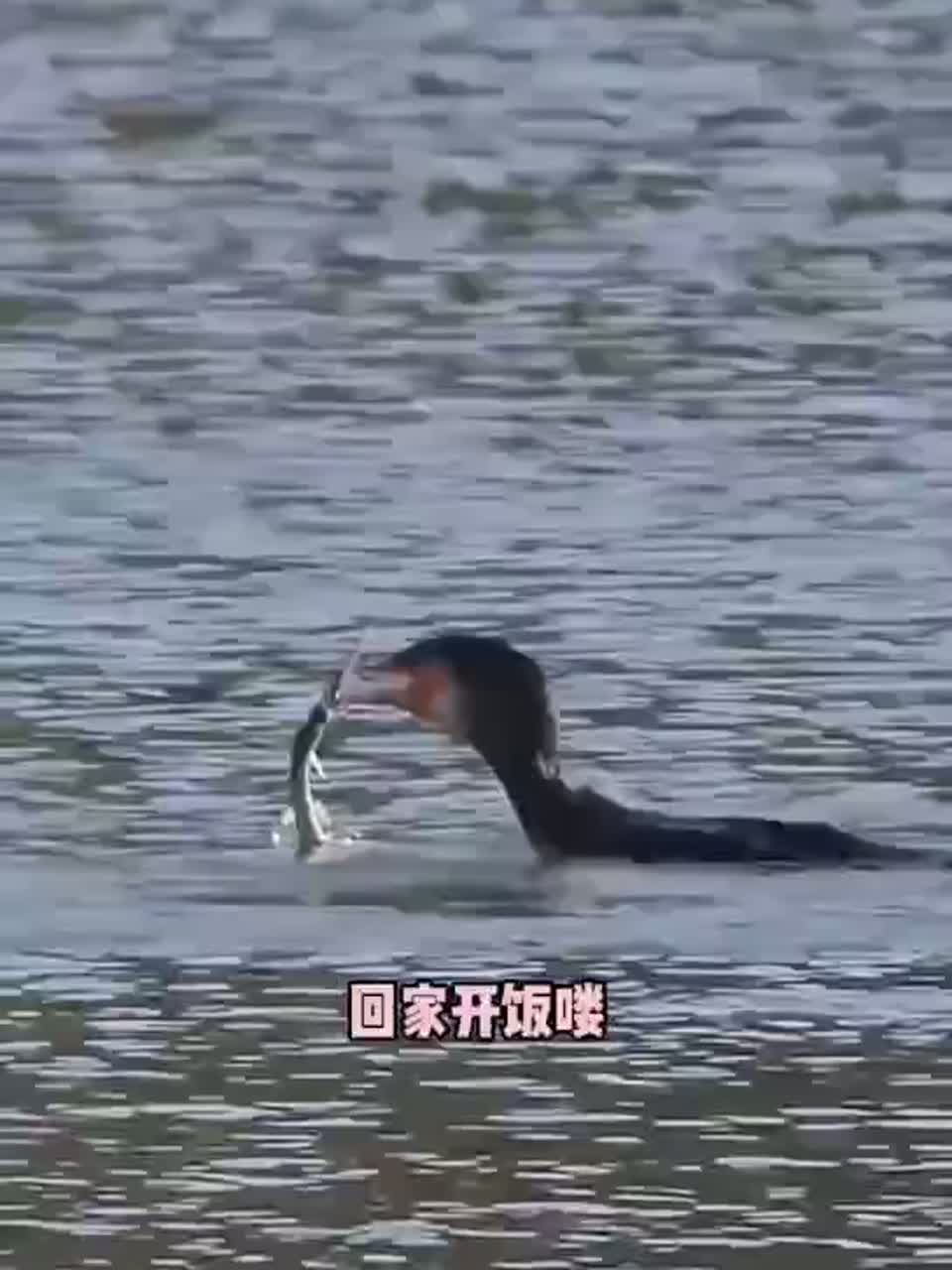 鱼鹰抓鱼，遇到对手了