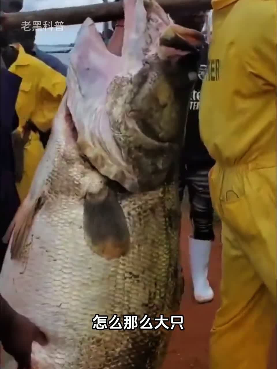 尼罗河鲈鱼是非洲体型最大的淡水鱼之一，当地人宰杀它最主要的目的竟然不是鱼肉？