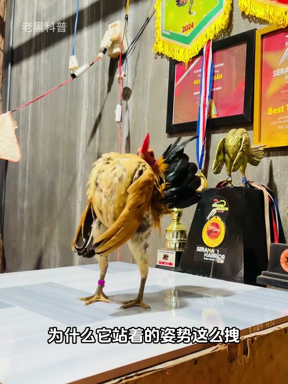 世界最小品种的鸡，却个个都是健美选手