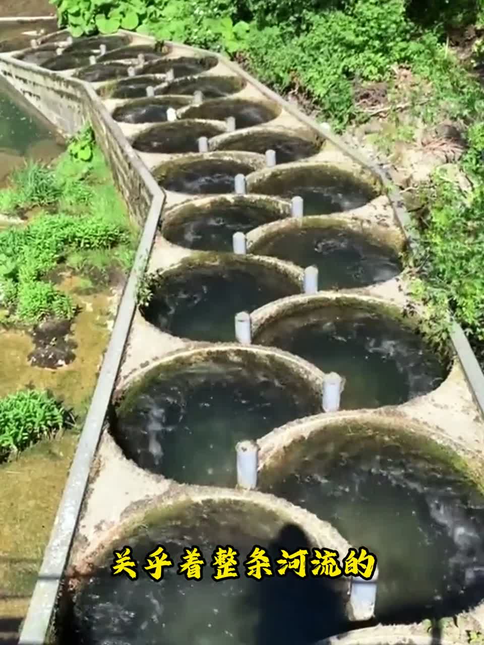 每一座水坝都应该允许鱼类洄游