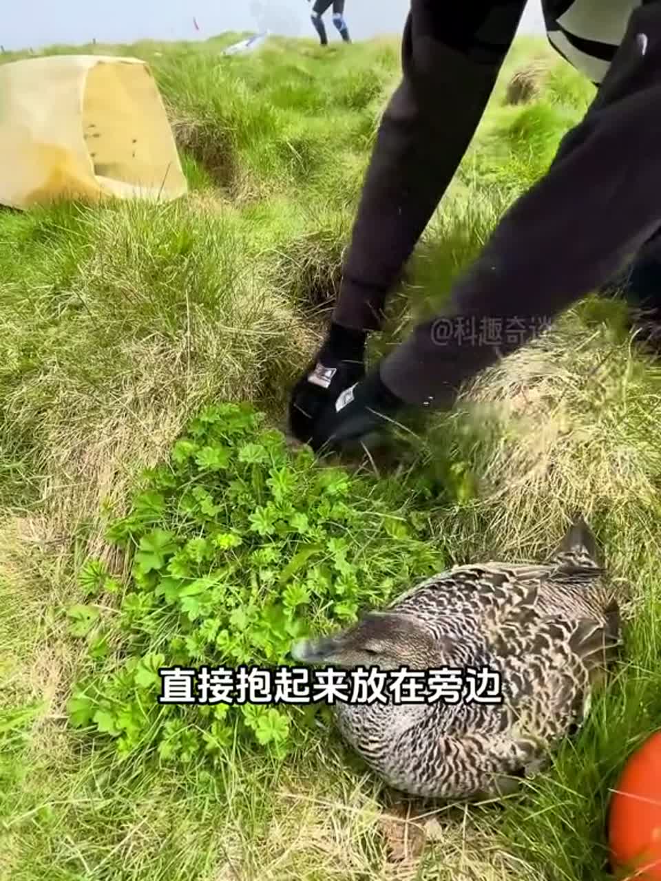 冰岛雁鸭绒，世界上最贵的羽毛之一