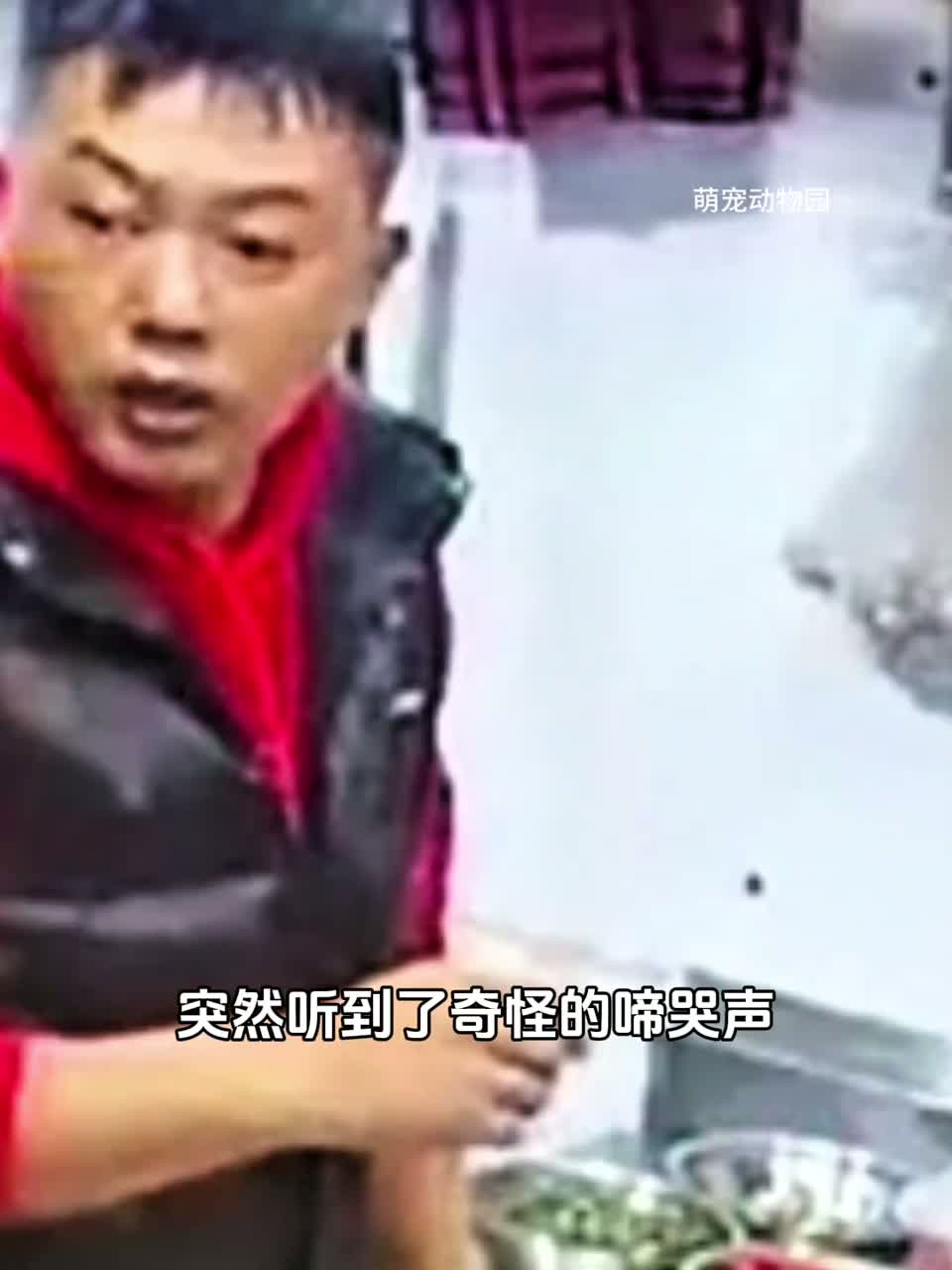 娃娃鱼突然发出啼哭声，好心老板选择放生！